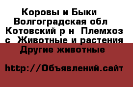 Коровы и Быки  - Волгоградская обл., Котовский р-н, Племхоз с. Животные и растения » Другие животные   